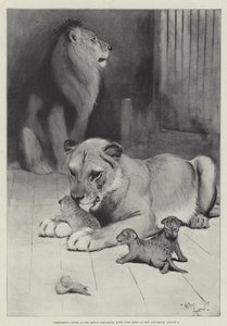 Optredende Leeuwen in het Royal Aquarium, met Welpen geboren in het Aquarium, 6 augustus door Cecil Charles Windsor Aldin